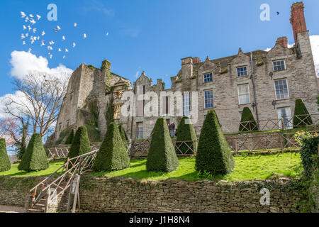 Die Ruinen von Hay Castle, mit einer Schar von weißen Tauben fliegen weg, Hay Castle ist eine mittelalterliche Festung, 17.-Jahrhundert Herrenhaus Hay-on-Wye Wales Stockfoto