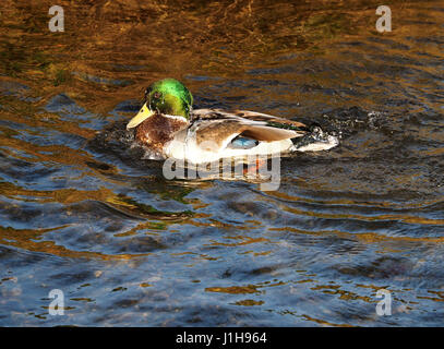 Drake Mallard (Anas Platyrhynchos) mit Strom Wasser Kopf zurück & Flügel im Rahmen der Zucht Display locken Sie Mate in Cumbria, England UK Stockfoto