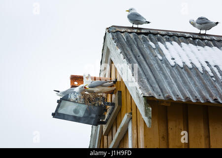 Verschachtelung von Möwen an der Wand des gelben Hauses in einer Fischerei Dorf von Norwegen Stockfoto
