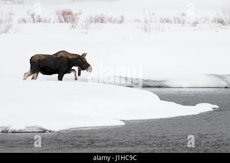 Elch / Elch (Alces Alces) Bull im Winter, einen Fluss zu Fuß durch einen Bach überquert und umgeben von viel Schnee, Yellowstone NP, Wyoming, USA. Stockfoto