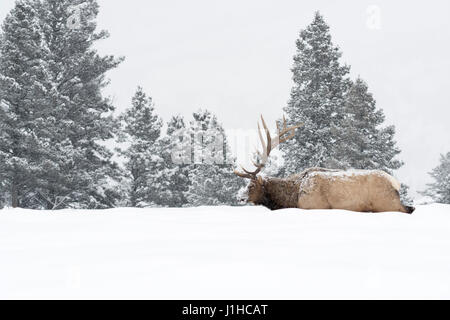 Elch / Wapiti (Cervus Canadensis), Stier im Winter bei Schneefall, Wandern durch den Tiefschnee in typischer Umgebung, Yellowstone NP, Wyoming, USA. Stockfoto