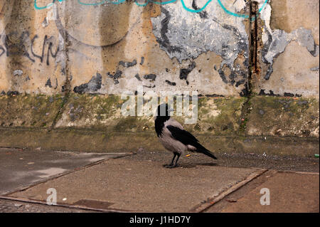 Berlin, Berliner Sehenswürdigkeiten, Fahrrad, blauer Himmel, hell, kalter Krieg, bunte, farbenfrohe Malerei, Farben, Farben, Ost-Berlin, East-Side-Gallery, ehemaligen division Stockfoto