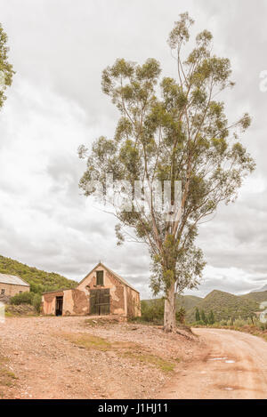 KRUISRIVIER, Südafrika - 24. März 2017: ein altes Gebäude und große Eukalyptusbaum neben der Straße zwischen Kruisrivier und Calitzdorp Stockfoto