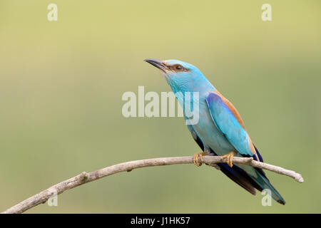 Blauracke (Coracias Garrulus) Erwachsenen, hocken auf einem Ast, Hortobagy Nationalpark, Ungarn. Stockfoto