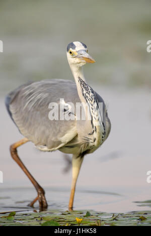 Graue Reiher (Ardea Herodias) Jagd Fisch im Wasser, Nahaufnahme, Hortobagy Nationalpark, Ungarn. Stockfoto