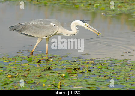 Graureiher (Ardea Herodias) Jagd Fisch im Wasser, Hortobagy Nationalpark, Ungarn. Stockfoto