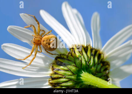 Makroaufnahme einer Krabbenspinne (Misumena Vatia) auf Blütenblatt Daisy Blume auf blauen Himmelshintergrund Stockfoto