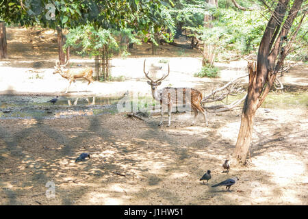 Hirsch in einem Gehäuse im Delhis Hauz Khas Park. Stockfoto