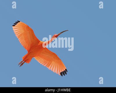 Scarlet Ibis (Eudocimus Ruber) von Geliebter im Flug in den blauen Himmelshintergrund gesehen Stockfoto