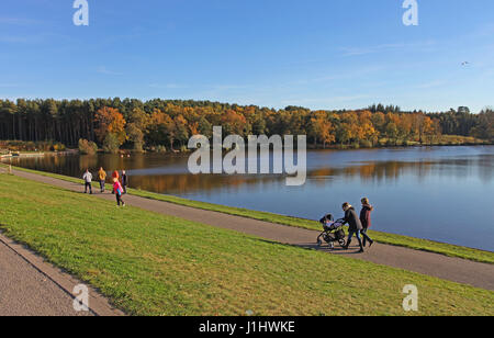 Herbstfärbung bei Tilgate Wald, Park und See, Nr. Crawley, West Sussex Stockfoto