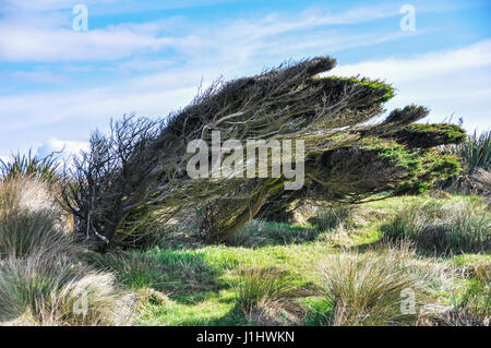 Verdrehte Bäume in der Nähe von Slope Point, dem südlichsten Punkt Neuseelands Stockfoto