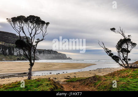 Einsamer Baum am Strand von Purakaunui Bay, die Catlins, Neuseeland Stockfoto