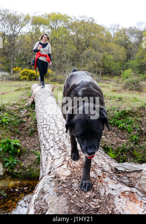 Frau zu Fuß mit ihrem Hund entlang einer großen Protokoll von einem umgestürzten Baum über einen Graben, New Forest, Hampshire, UK. Stockfoto