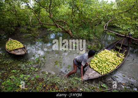 Eine Guave Obstgarten in Vimruli in Jhalakhathi Sadar Bezirk von Bangladesh. Stockfoto