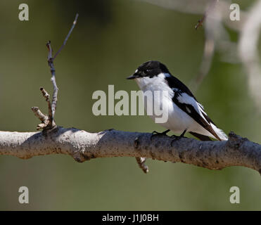 Männliche halb collared Flycatcher Ficedula Semiforquata über Migration in Zypern im Frühling Stockfoto