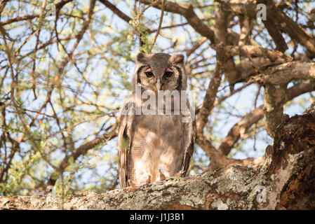 Wilde Verreaux Uhu (Bubo Lacteus) in einem Baum im Norden von Tansania Stockfoto