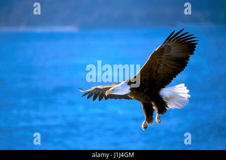 Adler im Flug über Meerwasser. Stockfoto