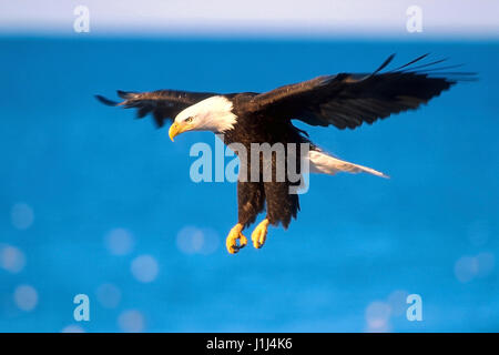 Weißkopf Adler im Flug über Wasser Stockfoto