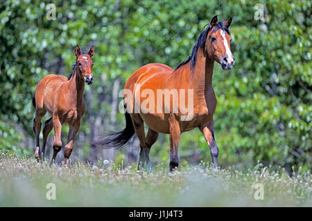 Arabische Bay Stute und Fohlen im Galopp zusammen auf Sommer Wiese Stockfoto