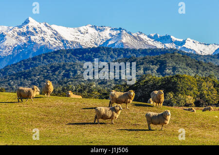 Schafe in einer grünen Wiese und schneebedeckte Berge im Hintergrund in der Southern Scenic Route, Neuseeland Stockfoto