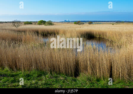 Minsmere, ein RSPB Nature Reserve, Siffolk, England Großbritannien Stockfoto