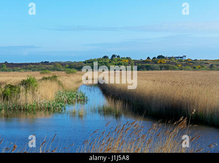 Minsmere, ein RSPB Nature Reserve, Siffolk, England Großbritannien Stockfoto