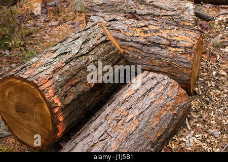 Close-up cut Red pine Pinus Holz Protokolle auf dem Boden in einem Wald im Herbst Stockfoto