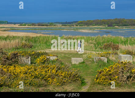 Minsmere, ein RSPB Nature Reserve, Siffolk, England Großbritannien Stockfoto