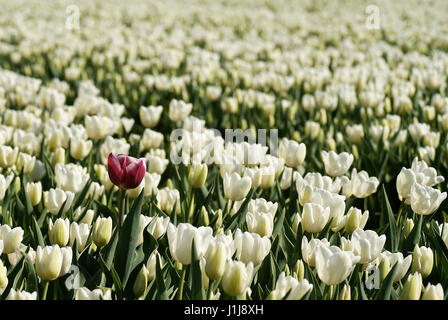 Einzelne lila Tulpe in einem Feld von weißen Tulpen in den Niederlanden Stockfoto