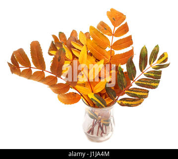 Multicolor Rowan Herbst Blätter im Glas. Isoliert auf weißem Hintergrund Stockfoto