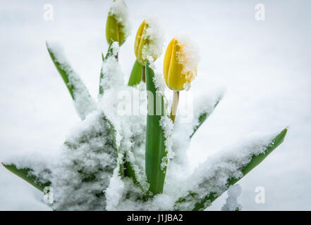 Natürliche wetter Anomalie, verschneite Tulip Blumen. Frühling gelbe Tulpen im Schnee. Blumen durch den Schnee auf der Suche. Stockfoto