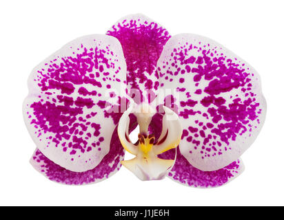 Orchidee, isoliert Stockfoto