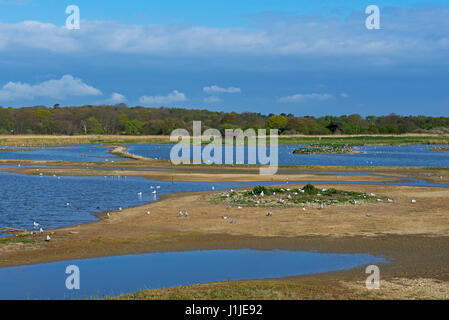 Minsmere, RSPB Vogel reservieren, Suffolk, England UK Stockfoto