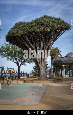 Alten Baum Sorte Dracaena Draco Genoves Park in Cadiz, Andalusien, Spanien Stockfoto