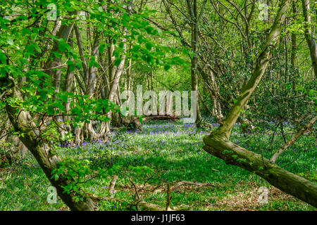 Blick auf Glockenblumen in Essex Wald im Frühjahr Stockfoto