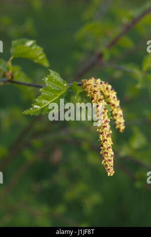 Gemeinsamen Birke Kätzchen Stockfoto