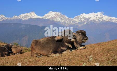 Wasserbüffel-Babys liegen in Ghale Gaun. Schneebedeckte Manaslu Palette, Nepal. Stockfoto