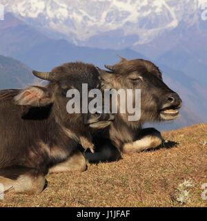 Wasserbüffel Babys ruht auf einem Hügel in Nepal. Stockfoto