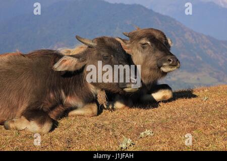 Glücklich Wasserbüffel Babys ruht auf einem Hügel in Nepal. Stockfoto