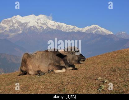 Ruhe-Wasserbüffel Baby und Schnee begrenzt Berg des Bereichs Manaslu, Nepal. Stockfoto