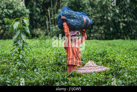 Eine Frau Tee Blatt Erntemaschine genießt einen Moment Humor während tragen eine Last von geernteten Tee auf einer Teeplantage in Jorhat, Assam, Indien Blätter. Stockfoto
