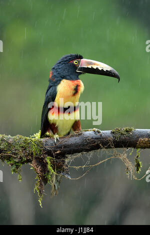 Collared Aracari im tropischen Regenwald Stockfoto