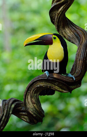 Kastanien-mandibled Toucan im Regenwald von Costa Rica Stockfoto