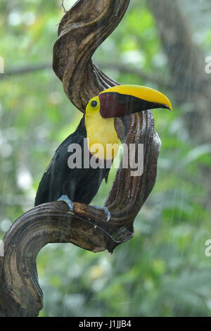 Kastanien-mandibled Toucan im Regenwald von Costa Rica Stockfoto