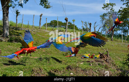 Rote Aras in Corcovado Nationalpark Costa Rica Stockfoto