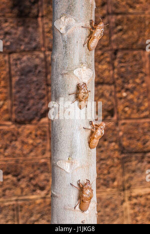 Closeup, Zikade Schorf am Baum Stockfoto