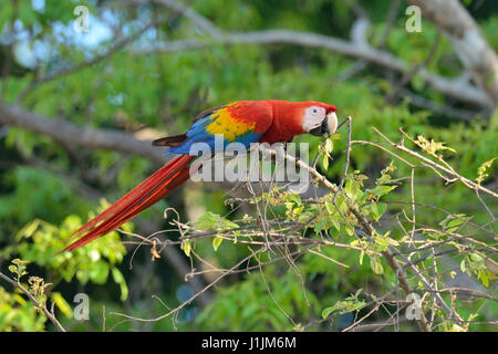 Rote Aras in Corcovado Nationalpark Costa Rica Stockfoto