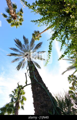 Hoch aufragende Bäume und Pflanzen schießen und vor blauem Himmel Stockfoto