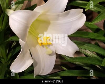 Easter Lily Stockfoto