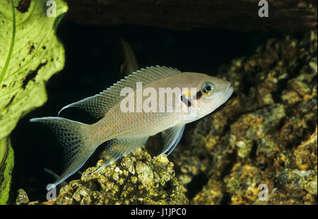 Tanganjikasee-Feenbarsch Feenbarsch, Gabelschwanzbuntbarsch, Prinzessin von Burundi, Brichardis Grundbarsch, Feenbuntbarsch, Akzentfehler-Buntbarsch, Neolampr Stockfoto